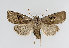  ( - TLMF Lep 13872)  @13 [ ] CreativeCommons - Attribution Non-Commercial Share-Alike (2014) Peter Huemer Tiroler Landesmuseum Ferdinandeum