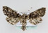  ( - TLMF Lep 13907)  @12 [ ] CreativeCommons - Attribution Non-Commercial Share-Alike (2014) Peter Huemer Tiroler Landesmuseum Ferdinandeum