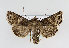  ( - TLMF Lep 13908)  @14 [ ] CreativeCommons - Attribution Non-Commercial Share-Alike (2014) Peter Huemer Tiroler Landesmuseum Ferdinandeum