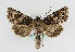  ( - TLMF Lep 13910)  @14 [ ] CreativeCommons - Attribution Non-Commercial Share-Alike (2014) Peter Huemer Tiroler Landesmuseum Ferdinandeum