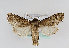  ( - TLMF Lep 13914)  @11 [ ] CreativeCommons - Attribution Non-Commercial Share-Alike (2014) Peter Huemer Tiroler Landesmuseum Ferdinandeum