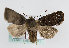  ( - TLMF Lep 13941)  @13 [ ] CreativeCommons - Attribution Non-Commercial Share-Alike (2014) Peter Huemer Tiroler Landesmuseum Ferdinandeum