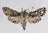  ( - TLMF Lep 13942)  @13 [ ] CreativeCommons - Attribution Non-Commercial Share-Alike (2014) Peter Huemer Tiroler Landesmuseum Ferdinandeum