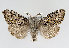  (Gynaephora fascelina - TLMF Lep 13978)  @14 [ ] CreativeCommons - Attribution Non-Commercial Share-Alike (2014) Peter Huemer Tiroler Landesmuseum Ferdinandeum