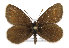  (Erebia epiphron - TLMF Lep 14015)  @14 [ ] CreativeCommons - Attribution Non-Commercial Share-Alike (2014) Peter Huemer Tiroler Landesmuseum Ferdinandeum
