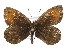  (Erebia gorge - TLMF Lep 14017)  @14 [ ] CreativeCommons - Attribution Non-Commercial Share-Alike (2014) Peter Huemer Tiroler Landesmuseum Ferdinandeum