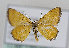  (Idaea flaveolaria - TLMF Lep 14077)  @14 [ ] CreativeCommons - Attribution Non-Commercial Share-Alike (2014) Peter Huemer Tiroler Landesmuseum Ferdinandeum