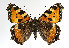  (Aglais urticae - TLMF Lep 14228)  @15 [ ] CreativeCommons - Attribution Non-Commercial Share-Alike (2014) Peter Huemer Tiroler Landesmuseum Ferdinandeum
