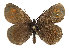  (Erebia manto - TLMF Lep 14259)  @15 [ ] CreativeCommons - Attribution Non-Commercial Share-Alike (2014) Peter Huemer Tiroler Landesmuseum Ferdinandeum