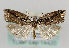 (Acleris umbrana - TLMF Lep 14420)  @14 [ ] CreativeCommons - Attribution Non-Commercial Share-Alike (2014) Peter Huemer Tiroler Landesmuseum Ferdinandeum