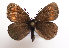  (Erebia claudina - TLMF Lep 14451)  @14 [ ] CreativeCommons - Attribution Non-Commercial Share-Alike (2014) Peter Huemer Tiroler Landesmuseum Ferdinandeum