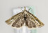  (Catoptria combinella - TLMF Lep 15231)  @14 [ ] CreativeCommons - Attribution Non-Commercial Share-Alike (2014) Peter Huemer Tiroler Landesmuseum Ferdinandeum