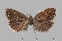  (Dichrorampha rejectana - TLMF Lep 15432)  @14 [ ] CreativeCommons - Attribution Non-Commercial Share-Alike (2014) Peter Huemer Tiroler Landesmuseum Ferdinandeum