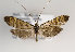  ( - TLMF Lep 15504)  @14 [ ] CreativeCommons - Attribution Non-Commercial Share-Alike (2014) Peter Huemer Tiroler Landesmuseum Ferdinandeum