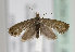  (Dichrorampha tarmanni - TLMF Lep 15624)  @13 [ ] CreativeCommons - Attribution Non-Commercial Share-Alike (2014) Peter Huemer Tiroler Landesmuseum Ferdinandeum