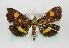  (Pyrausta falcatalis - TLMF Lep 17617)  @14 [ ] CreativeCommons - Attribution Non-Commercial Share-Alike (2015) Peter Huemer Tiroler Landesmuseum Ferdinandeum