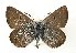  (Plebejus pyrenaica - TLMF Lep 19508)  @11 [ ] CreativeCommons - Attribution Non-Commercial Share-Alike (2016) Peter Huemer Tiroler Landesmuseum