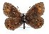  (Erebia meolans - TLMF Lep 19651)  @14 [ ] CreativeCommons - Attribution Non-Commercial Share-Alike (2016) Peter Huemer Tiroler Landesmuseum