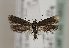  (Scythris seliniella - TLMF Lep 19802)  @14 [ ] CreativeCommons - Attribution Non-Commercial Share-Alike (2016) Peter Huemer Tiroler Landesmuseum