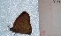  ( - MACN-Bar-Lep-ct 03310)  @12 [ ] Copyright (2014) MACN Museo Argentino de Ciencias Naturales "Bernardino Rivadavia"