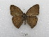  ( - MACN-Bar-Lep-ct 03310)  @11 [ ] Copyright (2014) MACN Museo Argentino de Ciencias Naturales "Bernardino Rivadavia"