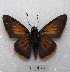  ( - MACN-Bar-Lep-ct 03394)  @14 [ ] Copyright (2014) MACN Museo Argentino de Ciencias Naturales "Bernardino Rivadavia"