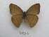  ( - MACN-Bar-Lep-ct 03407)  @11 [ ] Copyright (2014) MACN Museo Argentino de Ciencias Naturales "Bernardino Rivadavia"