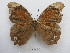  (Mygona prochyta - MACN-Bar-Lep-ct 03430)  @11 [ ] Copyright (2014) MACN Museo Argentino de Ciencias Naturales "Bernardino Rivadavia"