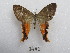  ( - MACN-Bar-Lep-ct 03492)  @11 [ ] Copyright (2014) MACN Museo Argentino de Ciencias Naturales "Bernardino Rivadavia"