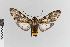  ( - EcEs-Lep-00487)  @11 [ ] copyright (2024) Gunnar Brehm Friedrich-Schiller-University Jena
