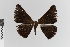  ( - EcEs-Lep-00490)  @11 [ ] copyright (2024) Gunnar Brehm Friedrich-Schiller-University Jena