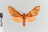  ( - EcEs-Lep-00494)  @11 [ ] copyright (2024) Gunnar Brehm Friedrich-Schiller-University Jena