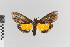 ( - EcEs-Lep-00503)  @11 [ ] copyright (2024) Gunnar Brehm Friedrich-Schiller-University Jena