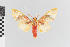  ( - EcEs-Lep-00516)  @11 [ ] copyright (2024) Gunnar Brehm Friedrich-Schiller-University Jena