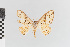  (Idaea subfervens gr - EcEs-Lep-00522)  @11 [ ] copyright (2024) Gunnar Brehm Friedrich-Schiller-University Jena