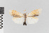  (Agylla nr. bioptera - EcEs-Lep-00557)  @11 [ ] copyright (2024) Gunnar Brehm Friedrich-Schiller-University Jena