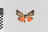  (Prepiella nr. hippona - EcEs-Lep-00562)  @11 [ ] copyright (2024) Gunnar Brehm Friedrich-Schiller-University Jena