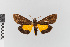  ( - EcEs-Lep-00010)  @11 [ ] copyright (2024) Gunnar Brehm Friedrich-Schiller-University Jena