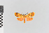  ( - EcEs-Lep-00032)  @11 [ ] copyright (2024) Gunnar Brehm Friedrich-Schiller-University Jena