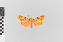  (Nodozana hieroglyphica - EcEs-Lep-00062)  @11 [ ] copyright (2024) Gunnar Brehm Friedrich-Schiller-University Jena