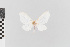  (Achroosia - EcEs-Lep-00065)  @11 [ ] copyright (2024) Gunnar Brehm Friedrich-Schiller-University Jena