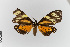  ( - EcEs-Lep-00073)  @11 [ ] copyright (2024) Gunnar Brehm Friedrich-Schiller-University Jena