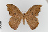  (Oxytenis bicornis - EcEs-Lep-00085)  @11 [ ] copyright (2024) Gunnar Brehm Friedrich-Schiller-University Jena
