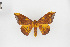  ( - EcEs-Lep-00086)  @11 [ ] copyright (2024) Gunnar Brehm Friedrich-Schiller-University Jena