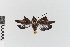  (Telioneura obsoleta - EcEs-Lep-00091)  @11 [ ] copyright (2024) Gunnar Brehm Friedrich-Schiller-University Jena