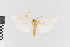  ( - EcEs-Lep-00098)  @11 [ ] copyright (2024) Gunnar Brehm Friedrich-Schiller-University Jena
