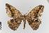  ( - EcEs-Lep-00113)  @11 [ ] copyright (2024) Gunnar Brehm Friedrich-Schiller-University Jena