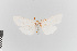  ( - EcEs-Lep-00125)  @11 [ ] copyright (2024) Gunnar Brehm Friedrich-Schiller-University Jena
