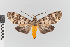 (Uniregius - EcEs-Lep-00136)  @11 [ ] copyright (2024) Gunnar Brehm Friedrich-Schiller-University Jena