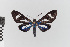  ( - EcEs-Lep-00137)  @11 [ ] copyright (2024) Gunnar Brehm Friedrich-Schiller-University Jena